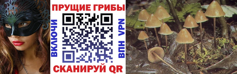 Купить  Черняховск  Псилоцибиновые грибы прущие грибы 